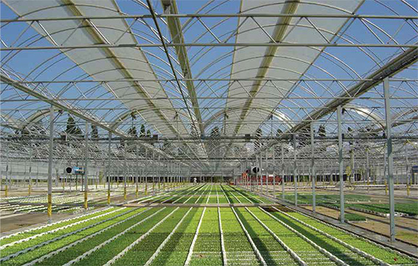 POLY GREENHOUSES